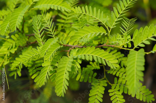 Gleditsia triacanthos elegantissima or thorny locust green foliage photo