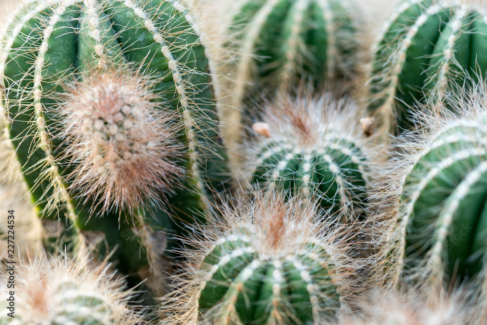 Macro shot of a green cacti or cactus and its thorns or spine Macro shot of a green cacti or cactus and its thorns or spine
