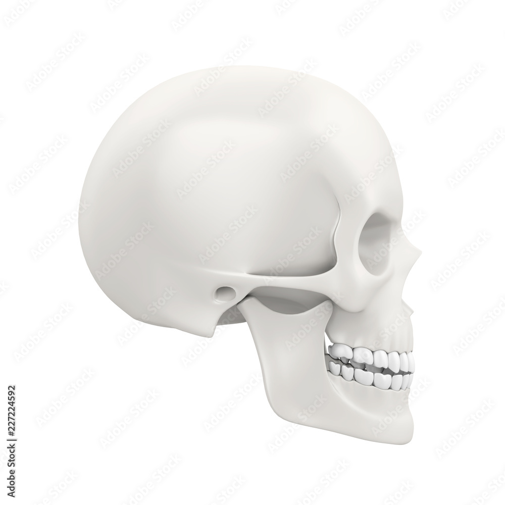 Human Skull Isolated Human Skull Isolated