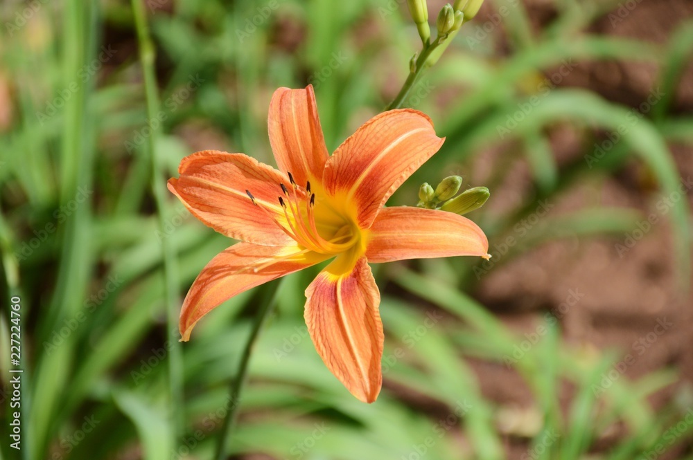 Hemerocallis lilioasphodelus flower in nature garden