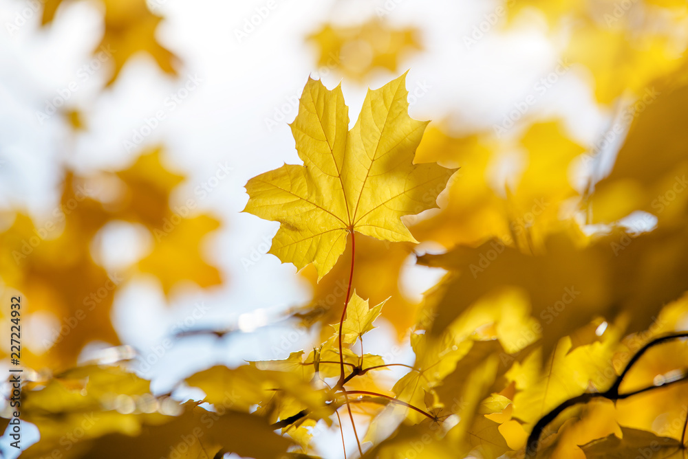 Autumn background - yellow maple leaves closeup Autumn background - yellow maple leaves closeup