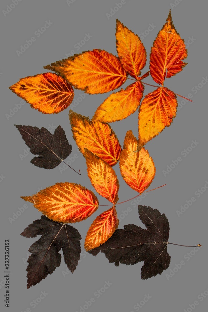 Beautiful autumn leaves of different colors on an isolated background. 