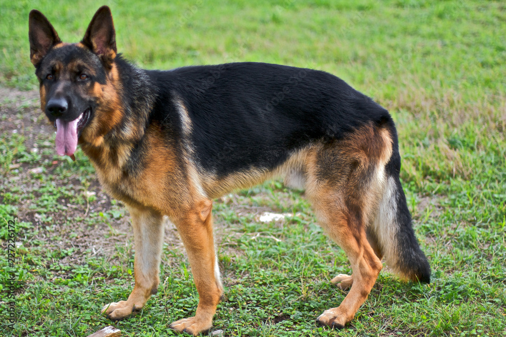 german shepherd dog on the grass