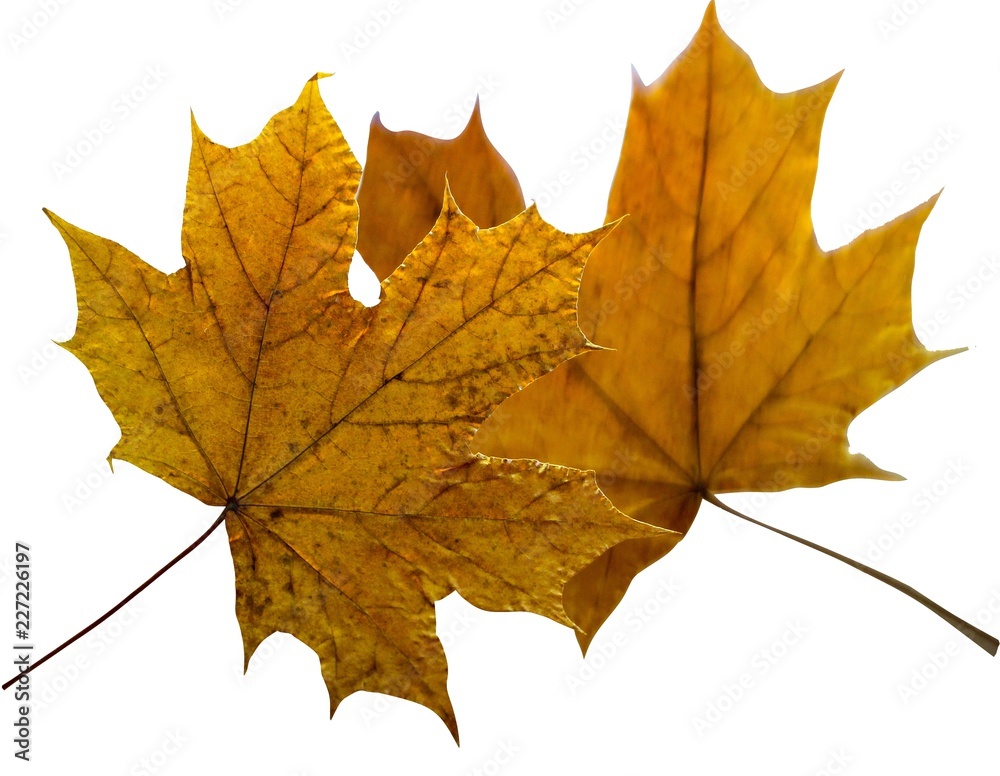 Maple autumn leaves isolated on white background. Maple autumn leaves isolated on white background.