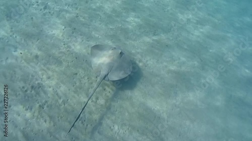 Stingray swim over sandy bottom. High-angle shot, Follow shot, Сowtail Weralli stingray (Pastinachus sephen), Red Sea, Marsa Alam, Egypt photo