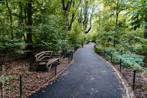 Footpath surrounded by trees in Central Park