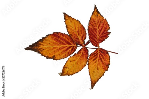 Beautiful autumn leaves of different colors on an isolated background. 