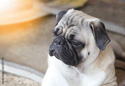 Lonely pug dog in sad mood on dirty ground sand waiting for boss