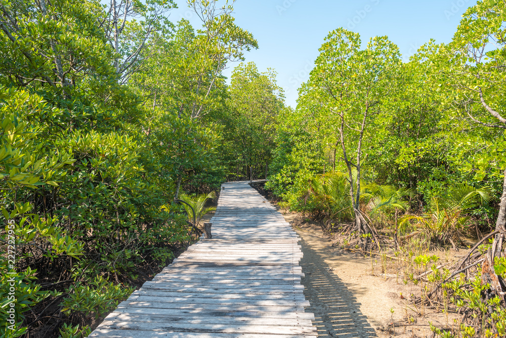 Educational trail through mangrove swamps on the island Ko Phayam in Thailand