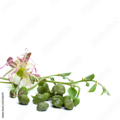 Capers branch, green leaves, bud and flower. Caper on white background