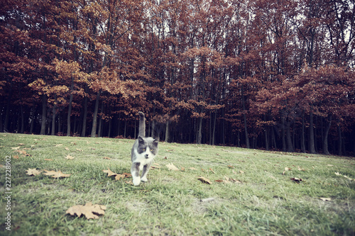Fototapeta Naklejka Na Ścianę i Meble -  Autumn walking cat