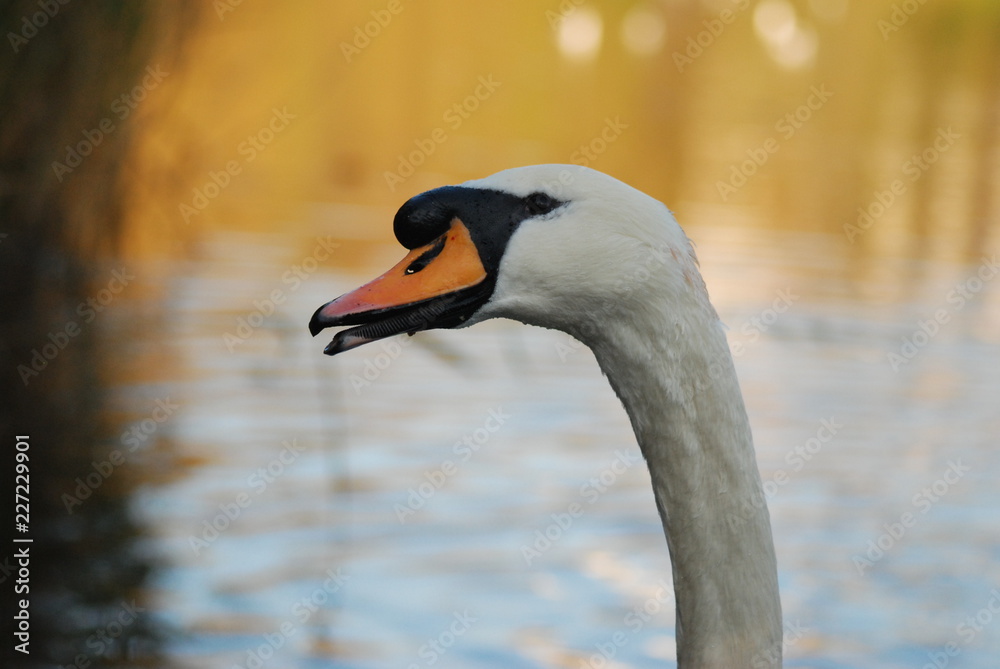 Fototapeta premium Portrait of Swan