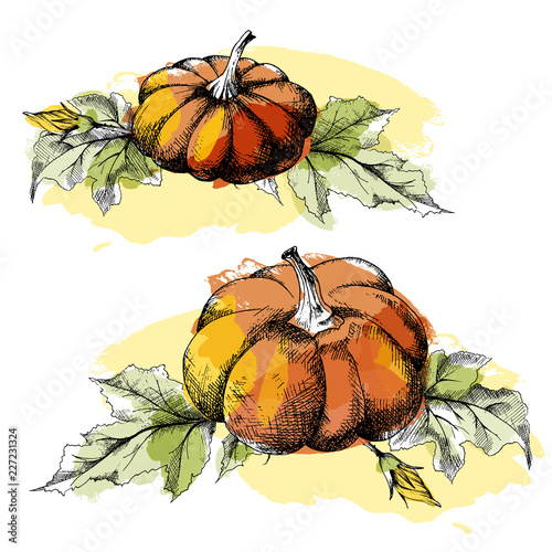 Pumpkin with flowers and leaves, two harvest illustrations set, hand drawn sketch, vector. All objects are isolated. Watercolor blob imitation.