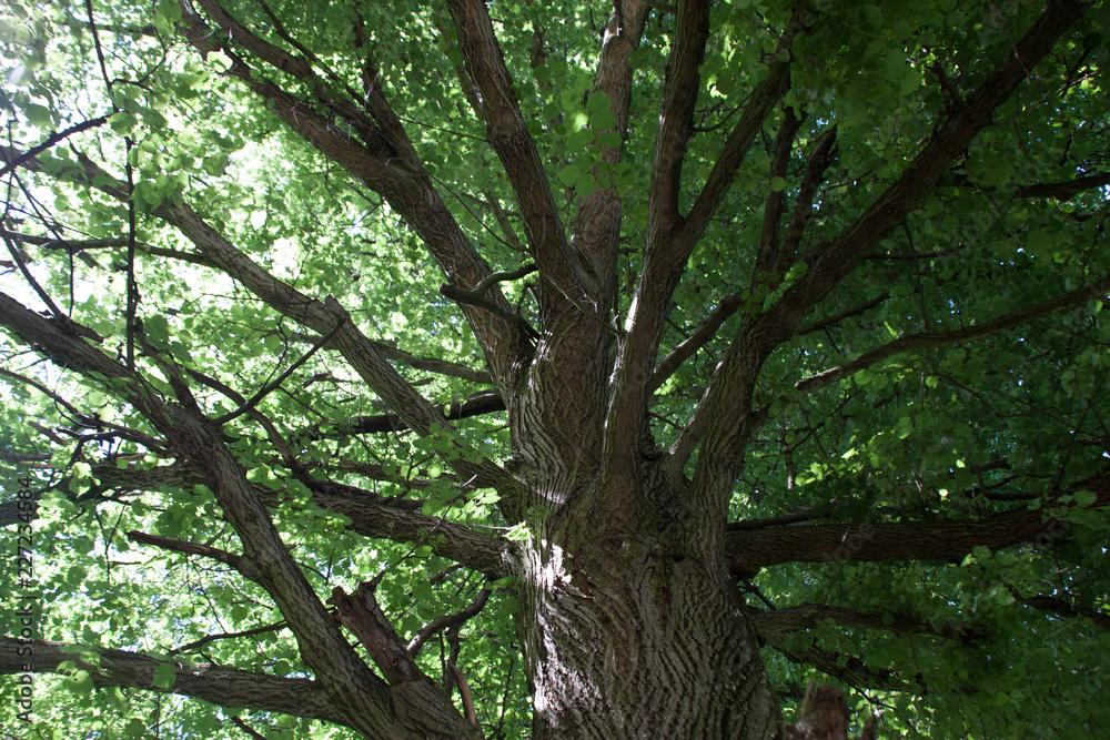Blick in die Krone des Baumes Blick in die Krone des Baumes