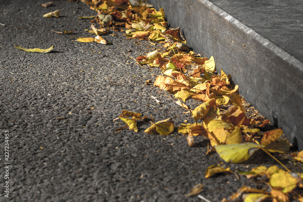 Obraz premium Autumn leaf fall. Multicolored dry leaves on the pavement. Cobbles in the yellow leaves in the fall. The rustling fallen leaves in the park. Bright colors of autumn. Autumn weather.