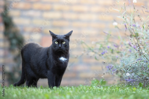 Domestic black cat laying on the grass © Miller_Eszter