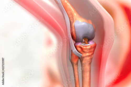 Anatomy of human knee joint