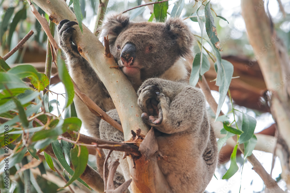 Fototapeta premium koala in a tree