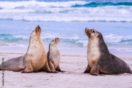 seals on the beach