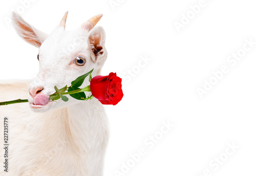 Portrait of funny goats with a red rose in the mouth, isolated on white background