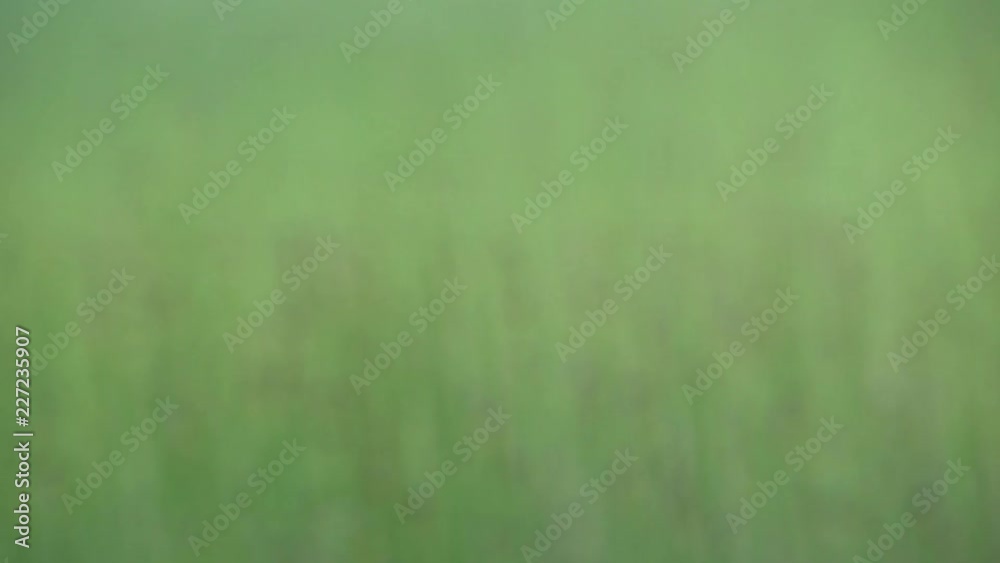 4k Reeds gently waving in front of dark pond water of lake and reflection of trees in Canada Forest wilderness 4k Reeds gently waving in front of dark pond water of lake and reflection of trees in Canada Forest wilderness