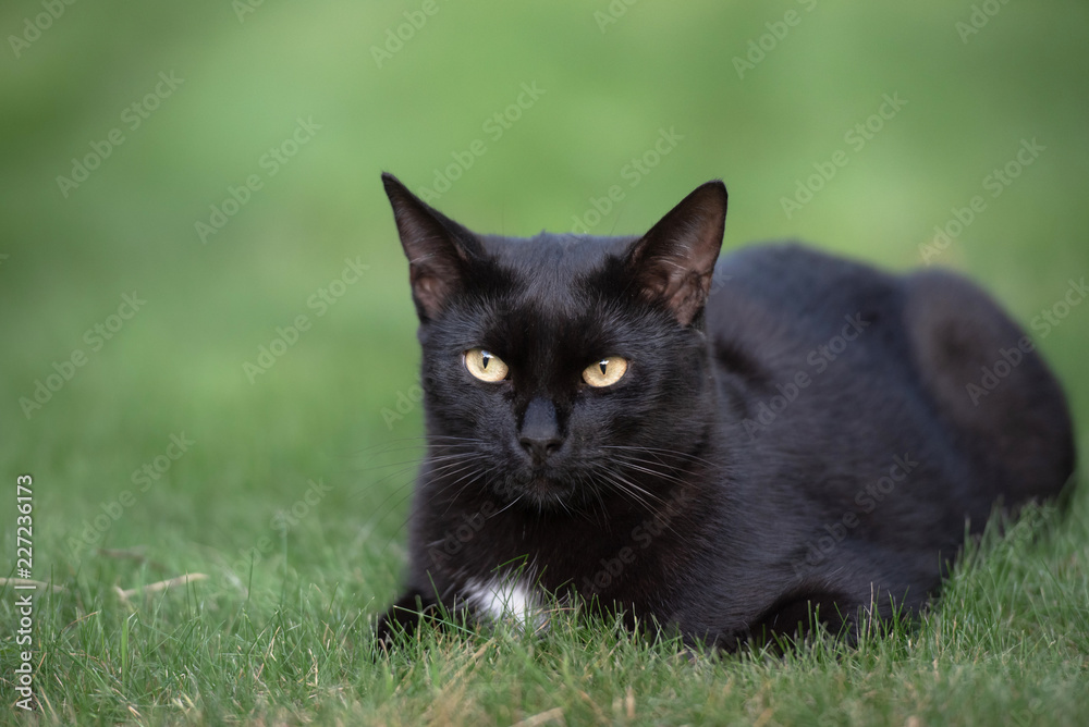 Domestic black cat laying on the grass