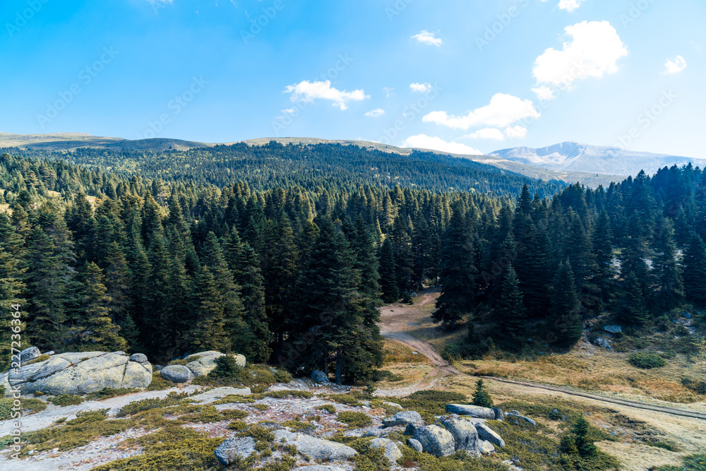 Obraz premium Pinetree Forest in Uludag National Park