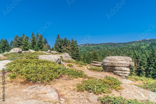 Pinetree Forest in Uludag National Park