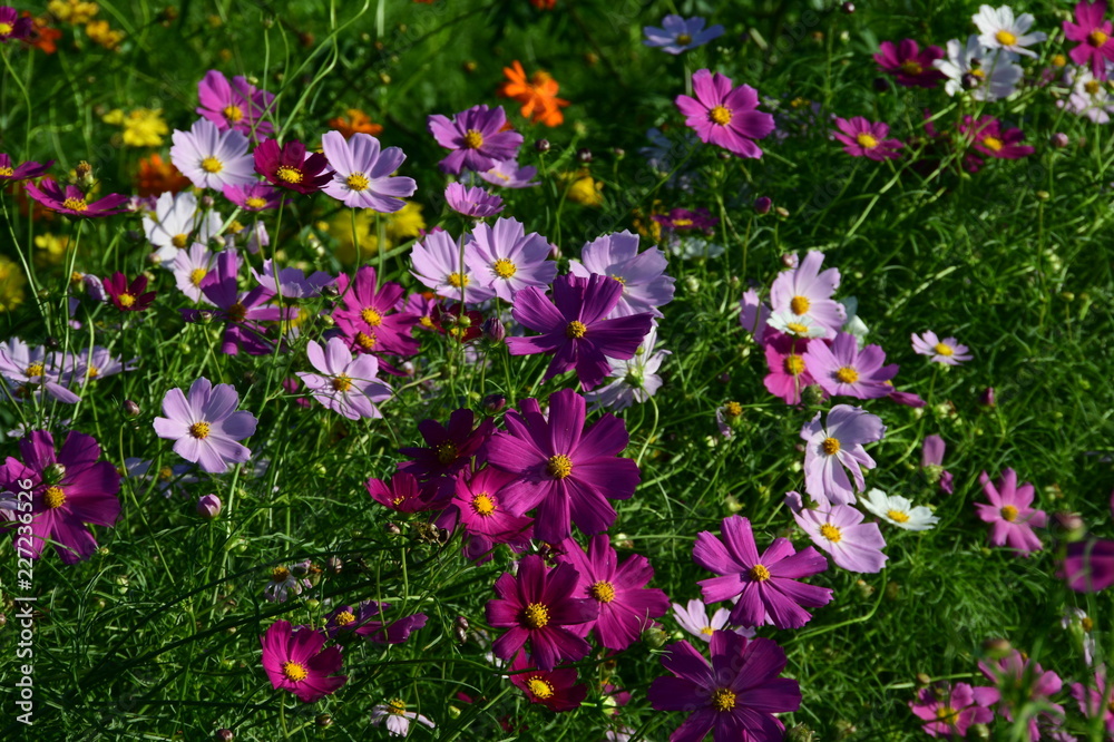 Naklejka premium 与田浦コスモス畑