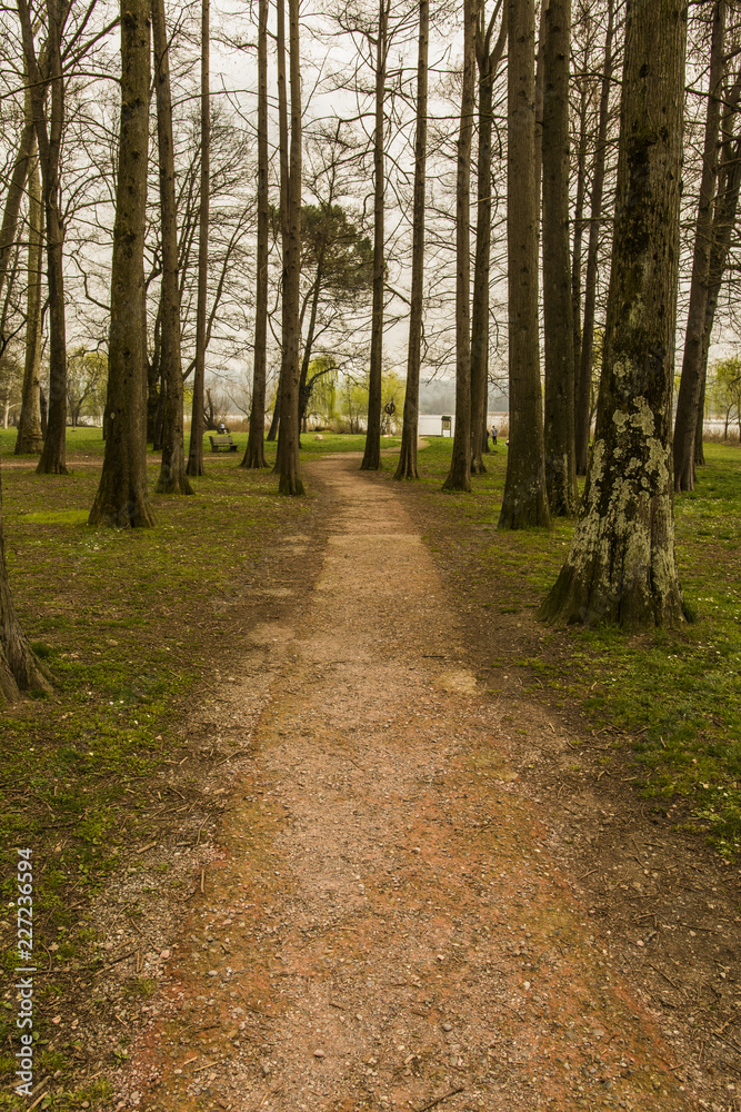 Fototapeta premium Varese lake nature Italy
