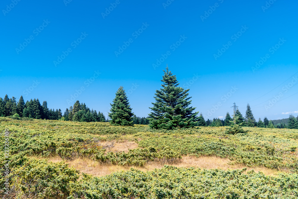 Pinetree Forest in Uludag National Park