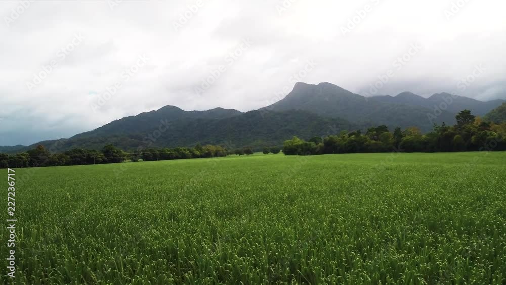 Aerial Drone Shot of Sugar Cane Field Tropical Northern Queensland Australia Aerial Drone Shot of Sugar Cane Field Tropical Northern Queensland Australia