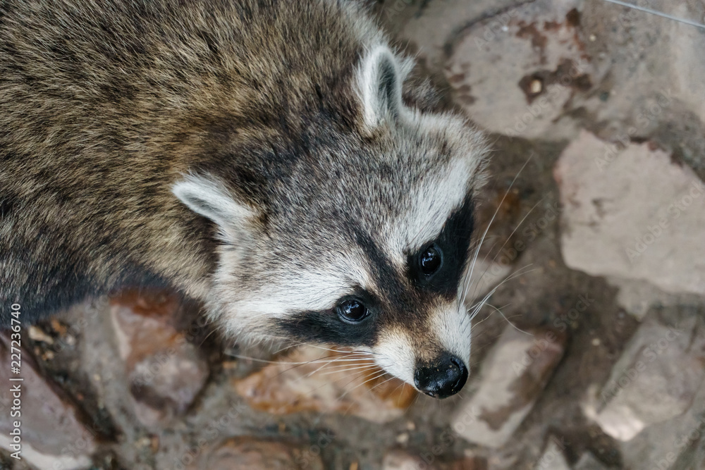 cute young raccoon looking up in the air