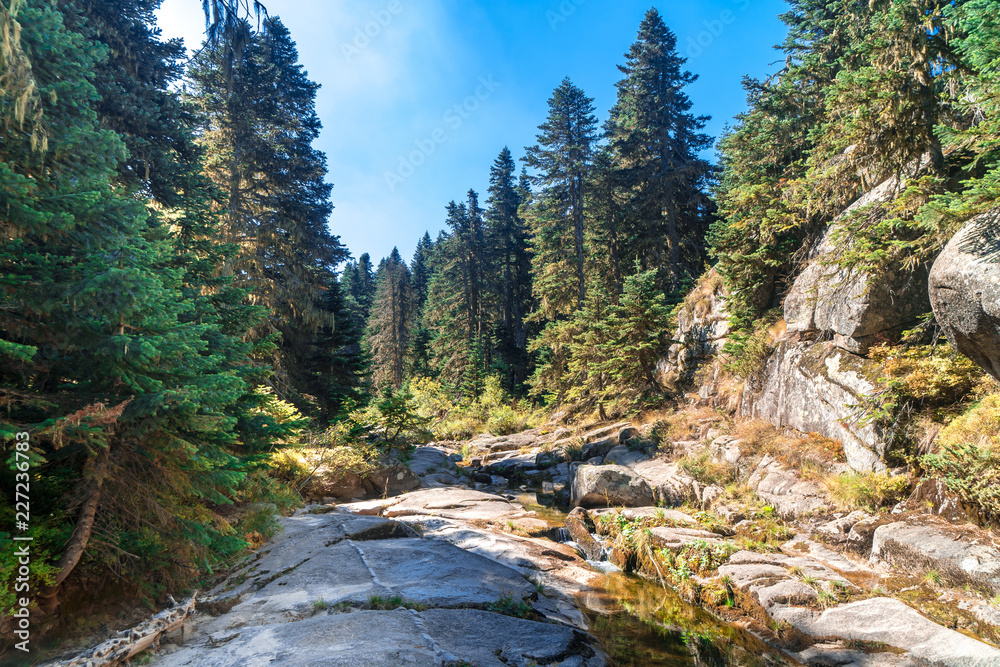 Small River Among Forest in Uludag National Park Small River Among Forest in Uludag National Park