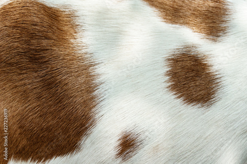 Texture of the fur of a goat