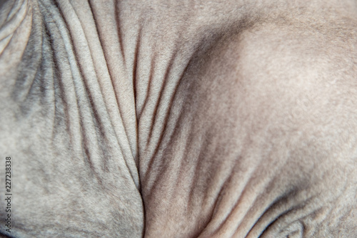 Folds on the body of a bald cat as a background