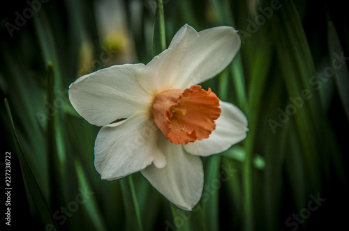Fototapeta Naklejka Na Ścianę i Meble -  Closeup to flowers Bloom and blossom Clover  with colorful of colour 