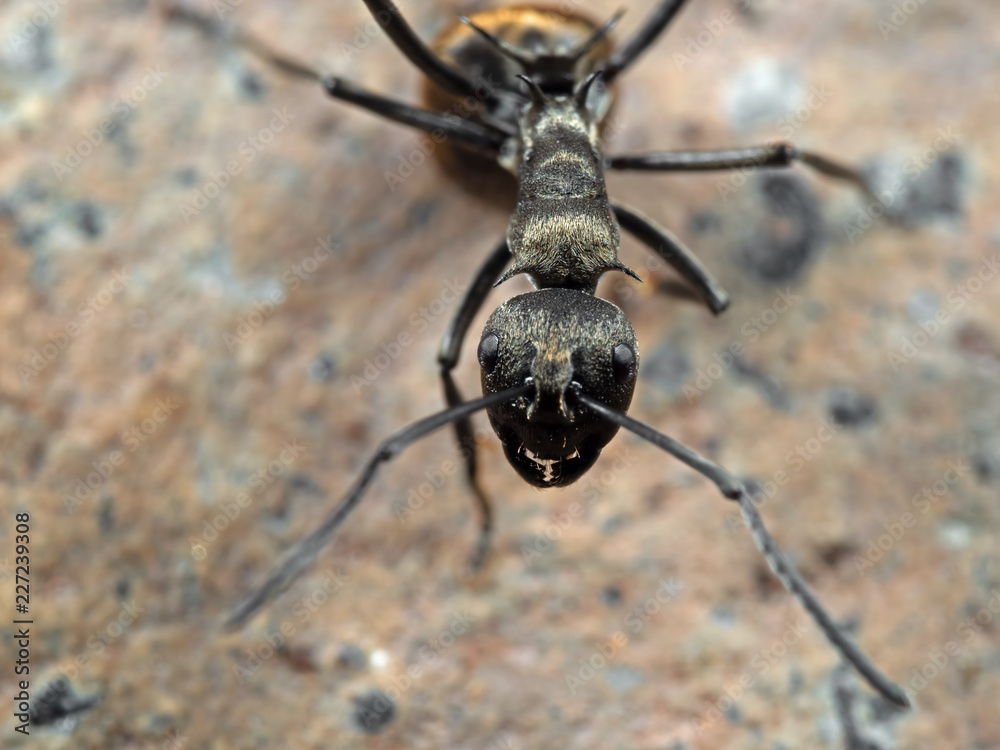 Fototapeta premium Macro Photo of Polyrhachis Dives Ant on The Ground