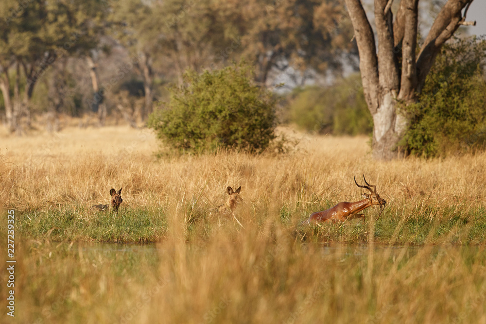 Wild Dogs hunting, impalas with predator. Wildlife scene from Africa, Khwai River, Okavango delta. Animal behaviour in the nature habitat, pack pride of wild dogs offensive attack on impala. Wild Dogs hunting, impalas with predator. Wildlife scene from Africa, Khwai River, Okavango delta. Animal behaviour in the nature habitat, pack pride of wild dogs offensive attack on impala.