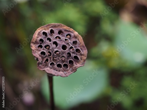 Close -up ,Dried lotus pod and green lotus leave background .