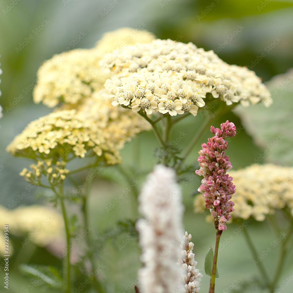 beautiful fluffy flowers of yarrow blooming in summer field beautiful fluffy flowers of yarrow blooming in summer field