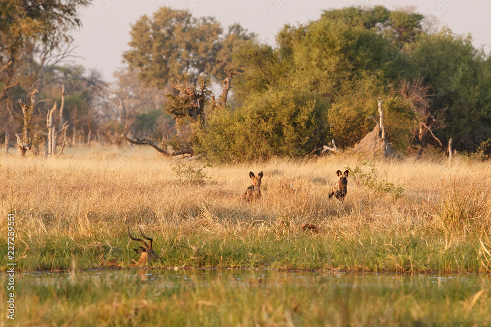 Wild Dogs hunting, impalas with predator. Wildlife scene from Africa, Khwai River, Okavango delta. Animal behaviour in the nature habitat, pack pride of wild dogs offensive attack on impala. 