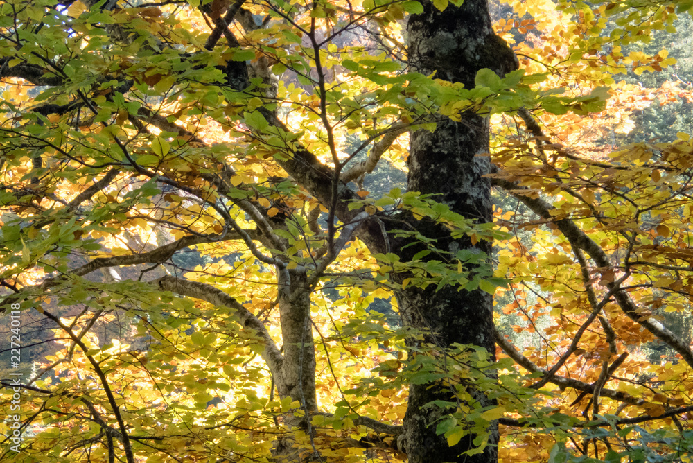 Fototapeta premium forest in autumn colors with fall foliage landscape background