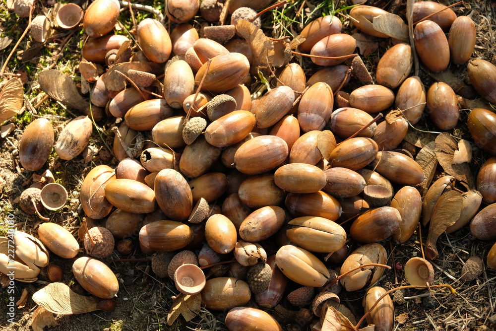 Glinde. Jede Menge Eicheln auf dem Gelände der Grundschule Tannenweg