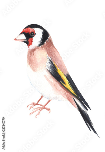 Watercolour hand painted bird goldfinch. Bright illustration isolated element on white background. Black red yellow, brown feather. Nice for design and decoration card, cover, magazine article.