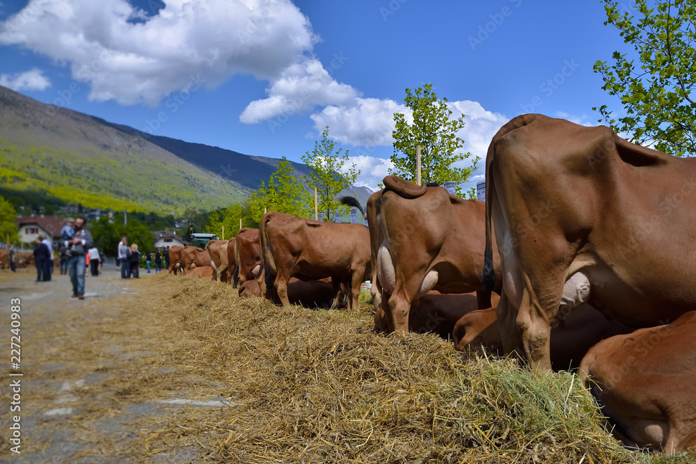 comices agricoles, vaches à l'exposition !