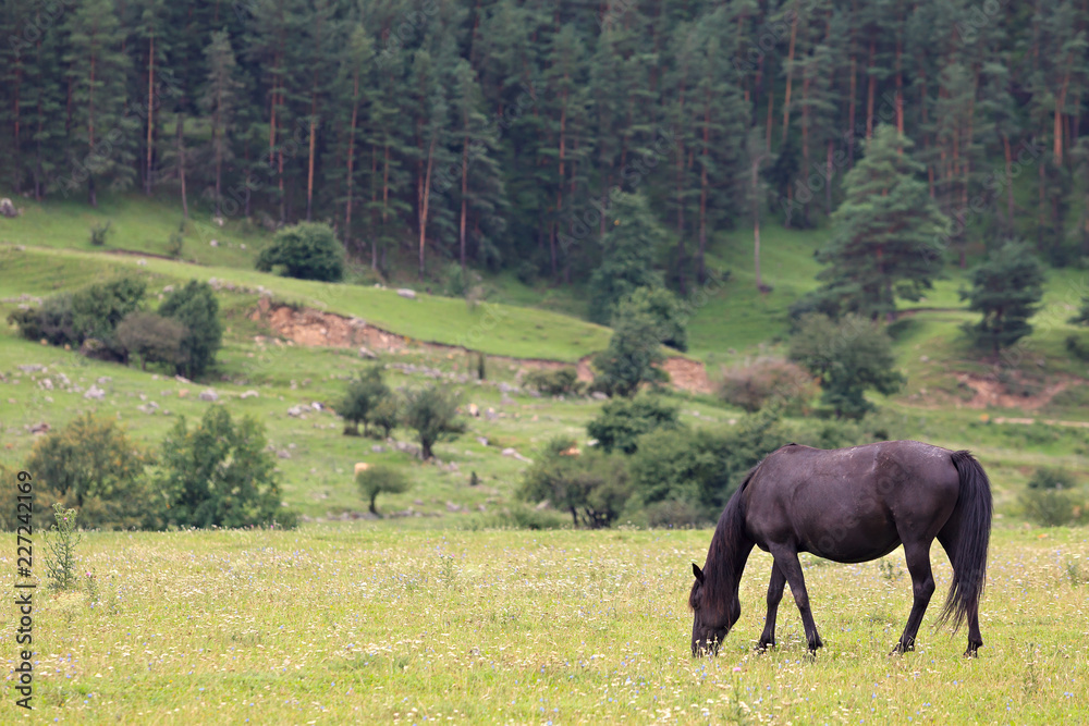 Alpine pasture in the forest for horses.