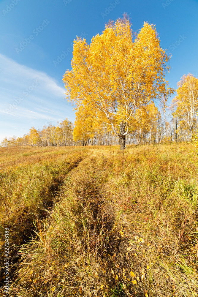 Big birch on a clear Sunny day in autumn. Krasnoyarsk region, Russia.