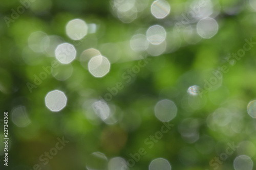 Background and bokeh. The images have beautiful lighting and circular blurred images suitable for the background. To shoot under a tree shade. Blurry images appear green and white reflecting a beautif