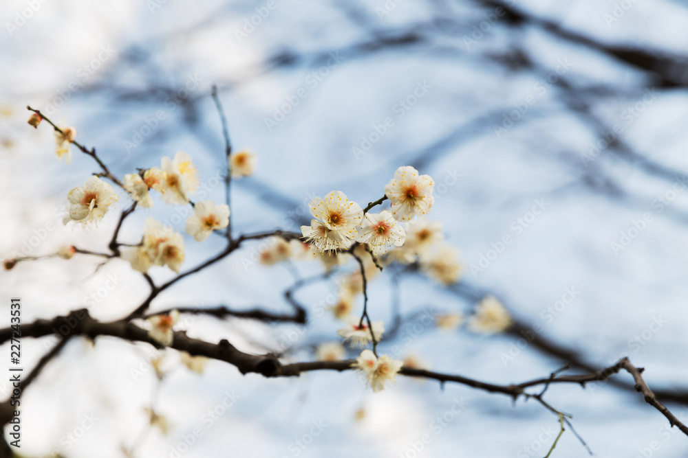 nature, botany, gardening and flora concept - close up of beautiful sakura tree blossoms nature, botany, gardening and flora concept - close up of beautiful sakura tree blossoms